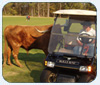 Knights Joust, 'Noles Chop, Bull Romps at Hootie at Bulls Bay