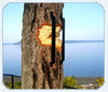 Work to Save Chambers Bay Tree Underway
