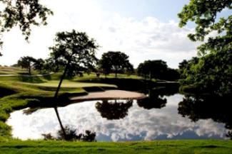 Oak Tree Hole